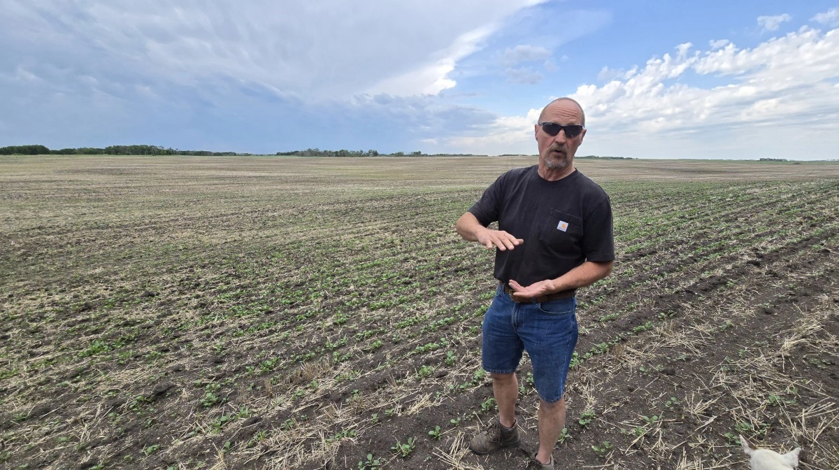 Vårrapsen er netop kommet op, da Effektivt Landbrug er på besøg i juni.