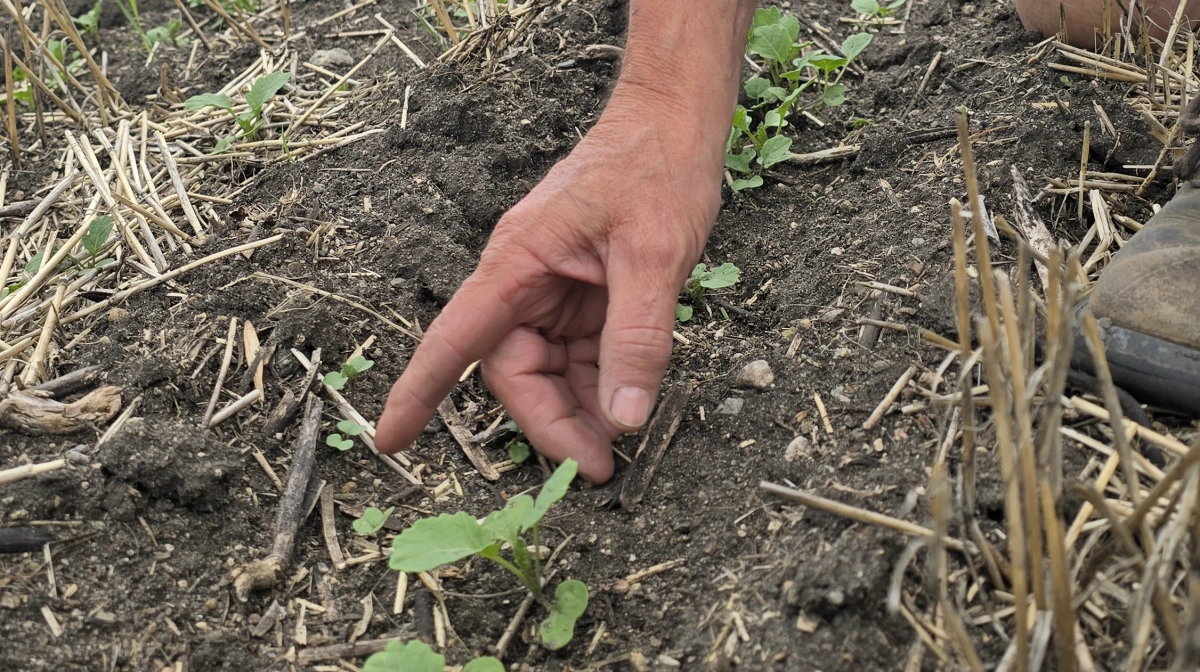 Morten Jensen dyrker pløjefrit med direkte såning.