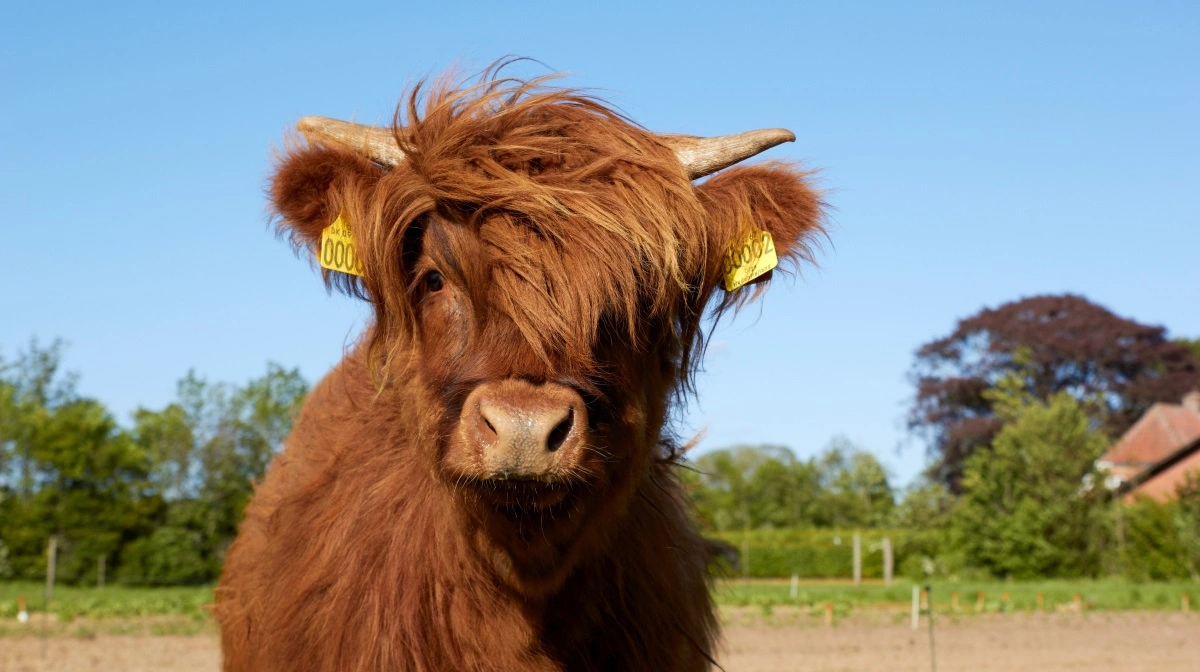 Robuste racer af kvæg er godkendte til at græsse naturarealerne hele året. Ifølge Seges Innovation er skotsk højlandskvæg og Galloway blandt de mest anvendte racer til naturpleje. Arkivfoto