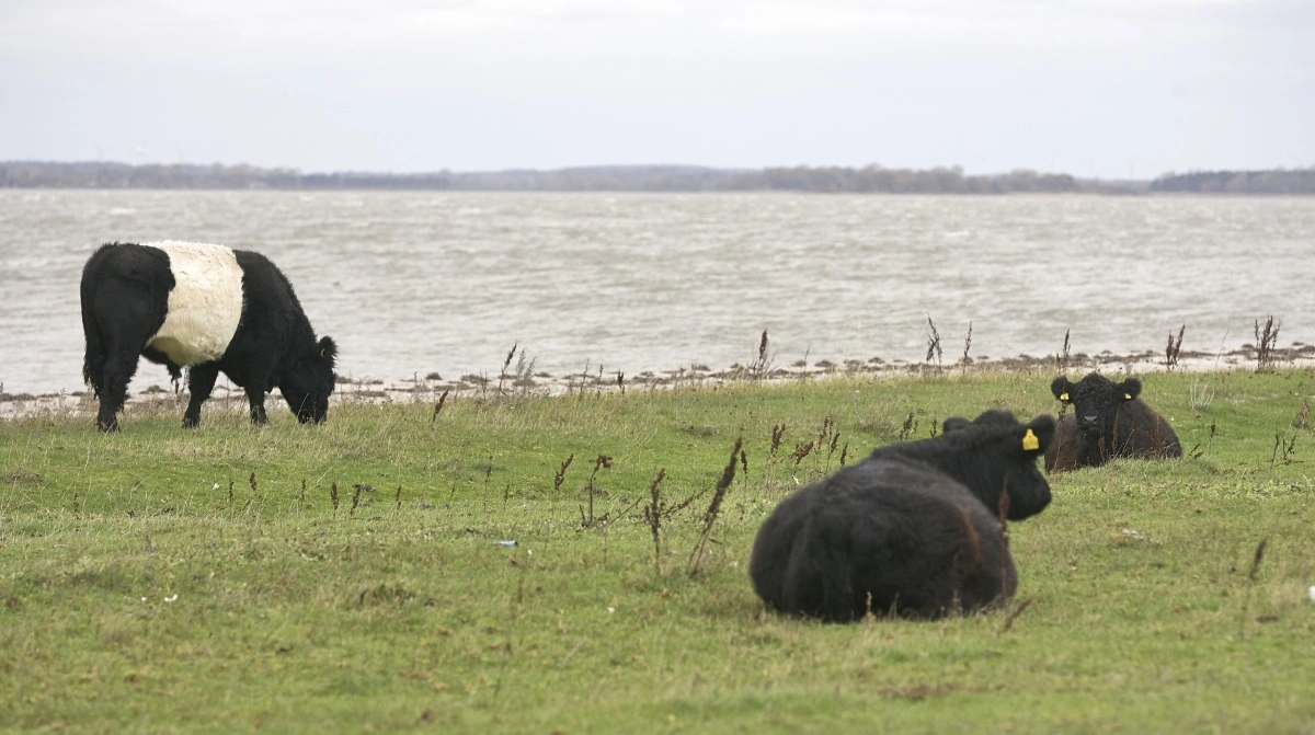 Galloway på Enebærodde. Arkivfoto