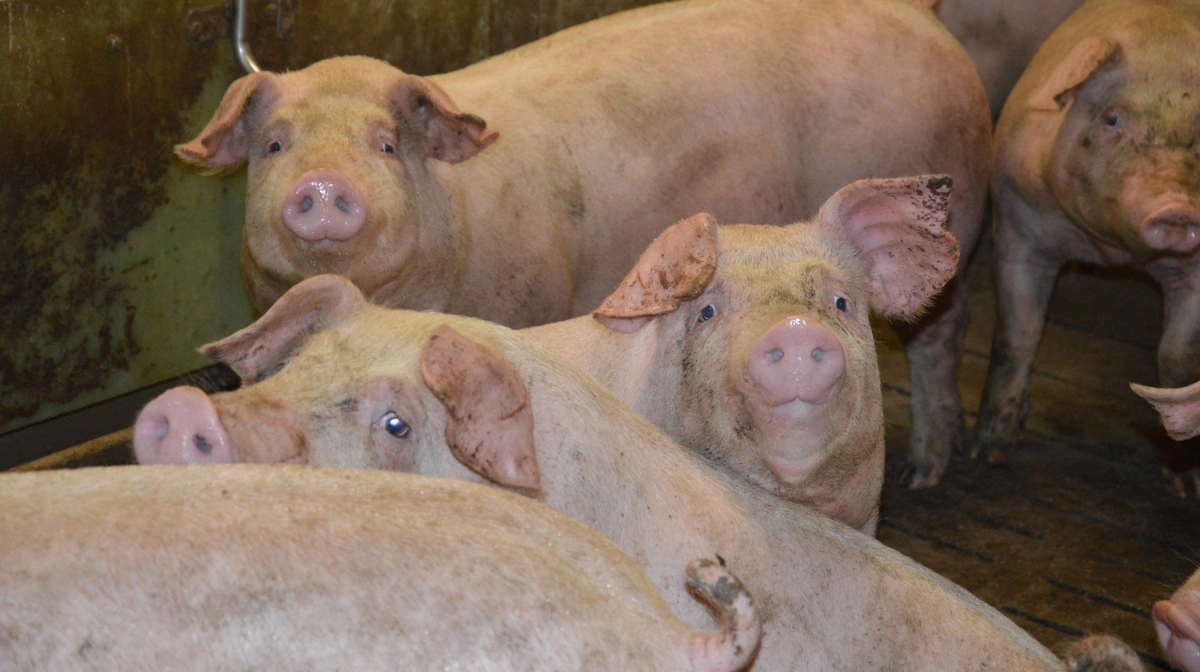 Danske slagtegrise er blevet langt mere produktive end tidligere, og derfor skal de også have mere protein og flere aminosyrer end før.