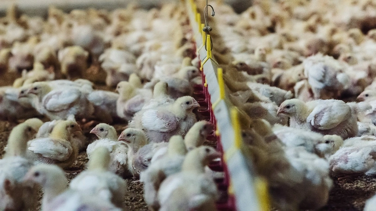 Salling Group har ifølge Anima misset kyllingemål, og organisationen kritiserer manglende handling og kalder forløbet et troværdighedsproblem. Foto: Anima