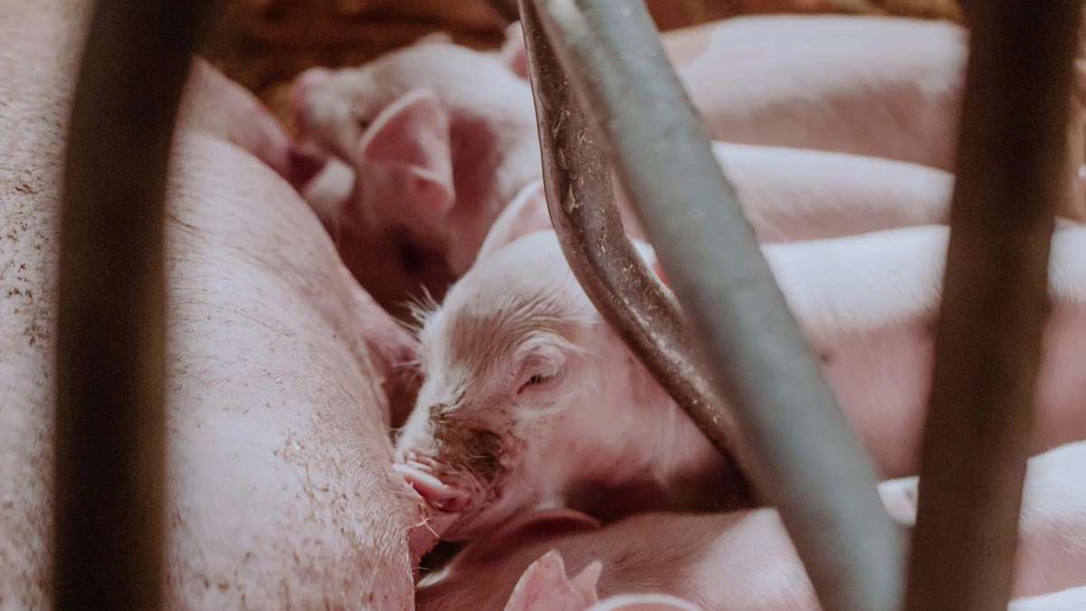 Ifølge dyrlægeforeningen er Danmark i dag blandt de lande i verden, der har det laveste antibiotikaforbrug i husdyrproduktionen målt per produceret enhed. Forbruget er reduceret betydeligt gennem målrettede indsatser, skærpet overvågning og et tæt samarbejde mellem myndigheder, landbrug og dyrlæger. Foto: Den Danske Dyrlægeforening