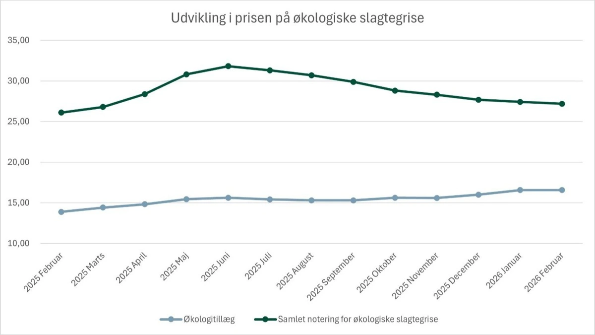 Figur 2. Udvikling i økologitillægget og samlet notering for økologiske slagtesvin i 2025-2026, kroner pr. kg inklusiv efterbetaling og regulering. Kilde: Farmtal-Online og Friland. 
