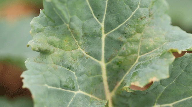 Lys bladplet i vinterraps. Foto: Ghita Cordsen