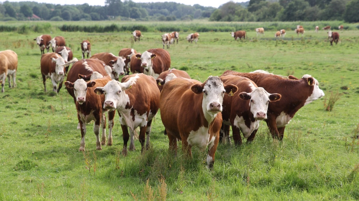 Mange landmænd er bekymrede for CO2e-afgiften på husdyrhold. Men ganske ofte beror bekymringerne på misforståelser, fortæller klimarådgiver fra Velas. Arkivfoto: Henriette Lemvig 