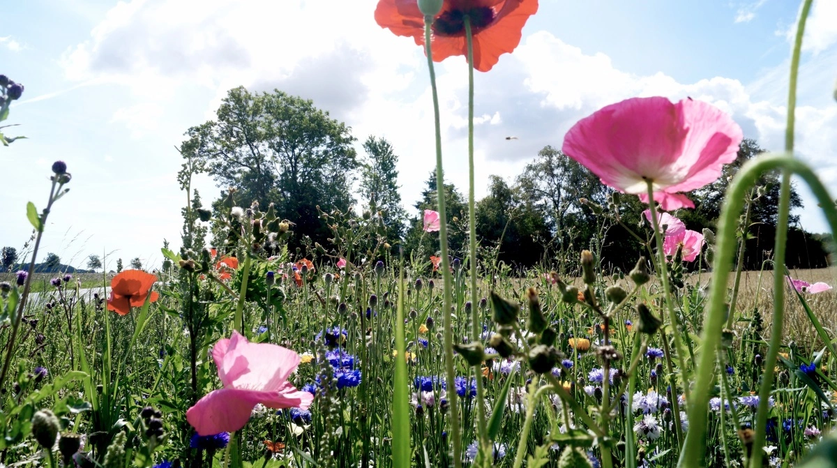 Hedeselskabets biodiversitetspark viser, hvordan bynære arealer kan omlægges til natur og give bedre forhold for både planter og dyr. Arkivfoto