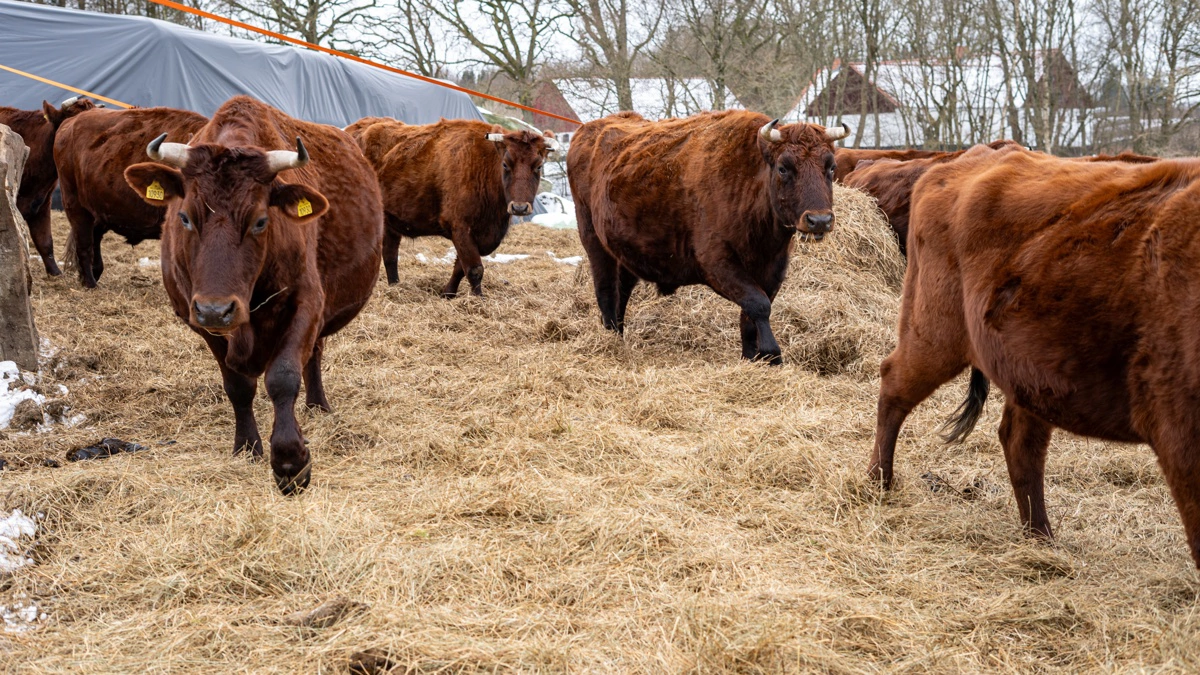 Arkivfoto: Alexander Dornwirt