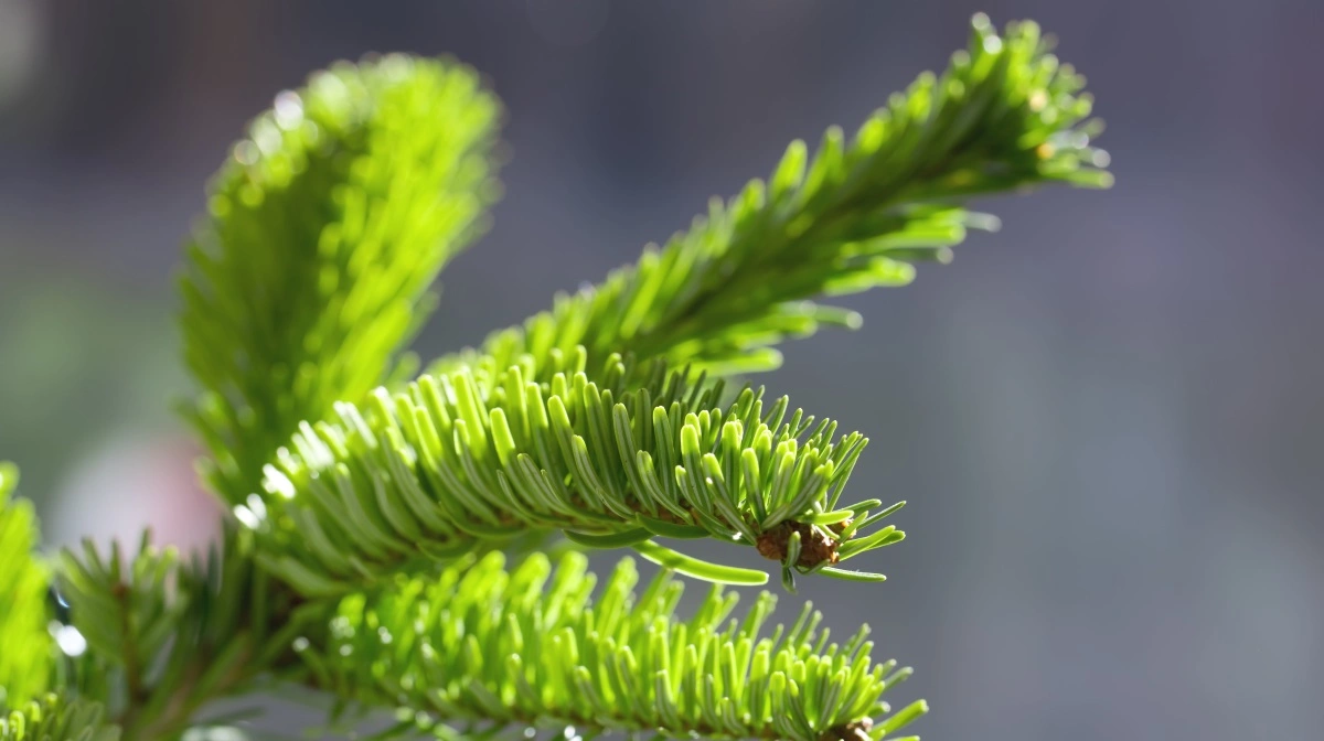 Hærværk ødelægger 2.000 juletræer ved Hobro og påfører avler tab på ca. 500.000 kroner samt behov for overvågning. Foto: Colourbox