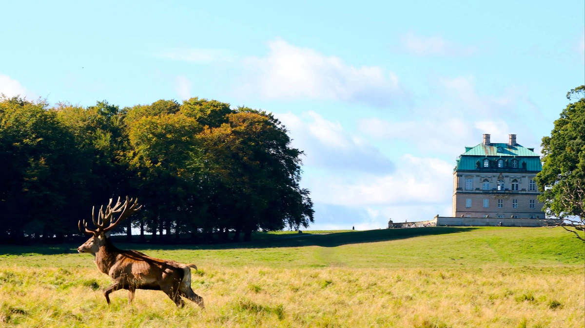 Dyrehaven betegnes som Danmarks mest besøgte rekreative område og rummer både natur- og kulturhistorie. Foto: Colourbox