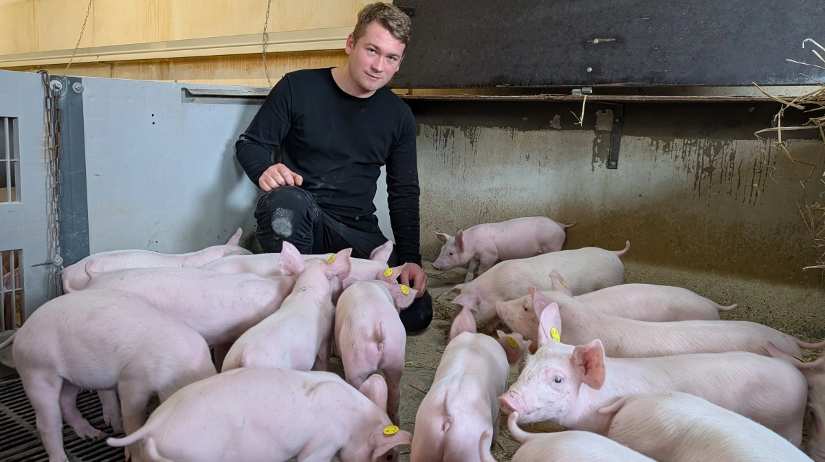 Martin Skov Jørgensen, driftsleder på Lindegaard, har den daglige styring af 630 årssøer og en årlig produktion på omkring 22.000 smågrise til eksport ved 30 kg. PR-Fotos