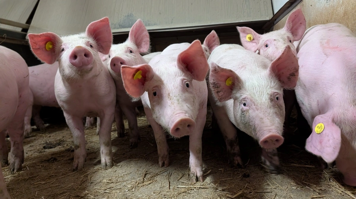 På Lindegaard regner de med at have fuldt indfaset TN70 i løbet af foråret 2026.