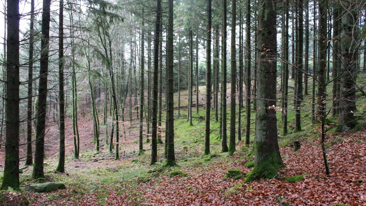 Velpassede bevoksninger og kuperet terræn præger Dronninglund Storskov, hvor der ifølge salgsopstillingen er opbygget en betydelig vedmasse gennem generationers skovdrift. Fotos fra salgsopstillingen: Landbrugsmæglerne
