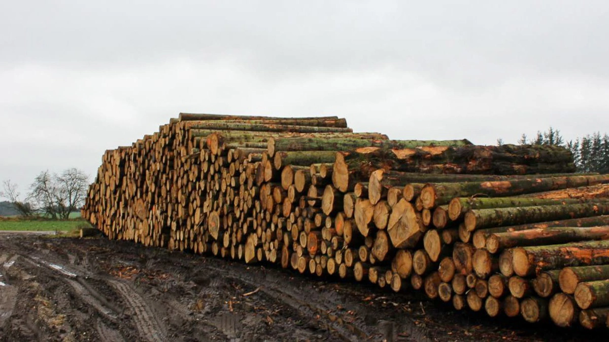 Der er et solidt produktionsgrundlag i Dronninglund Storskov, hvor især nåletræ i de kommende år ventes at bidrage til et øget økonomisk afkast.