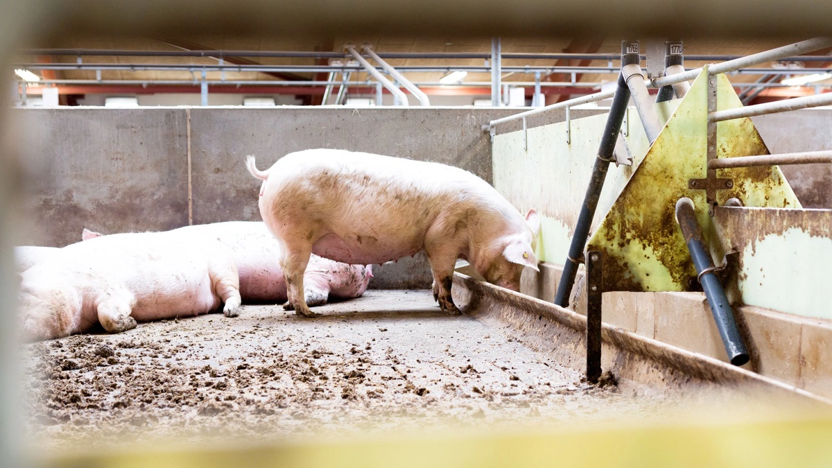Danske Svineproducenter foreslår en ordning, der kan føre til færre svin og tomme staldanlæg rundt om i landet. Arkivfoto