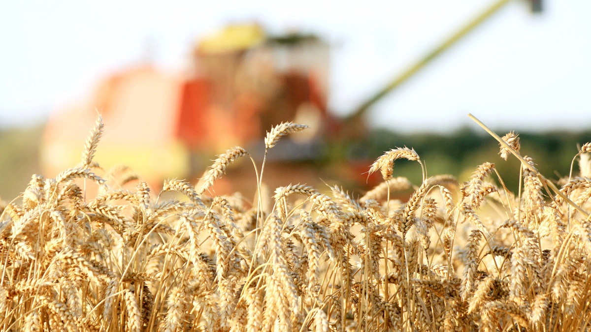 Alt i alt tegner sig et billede af en klynge, der er langt mere end et romantisk bondelivsbegreb: det er et af Danmarks mest eksportintensive og geografisk forankrede erhverv, med en samlet eksport der for første gang i 2025 rundede de 212 milliarder kroner. Arkivfoto
