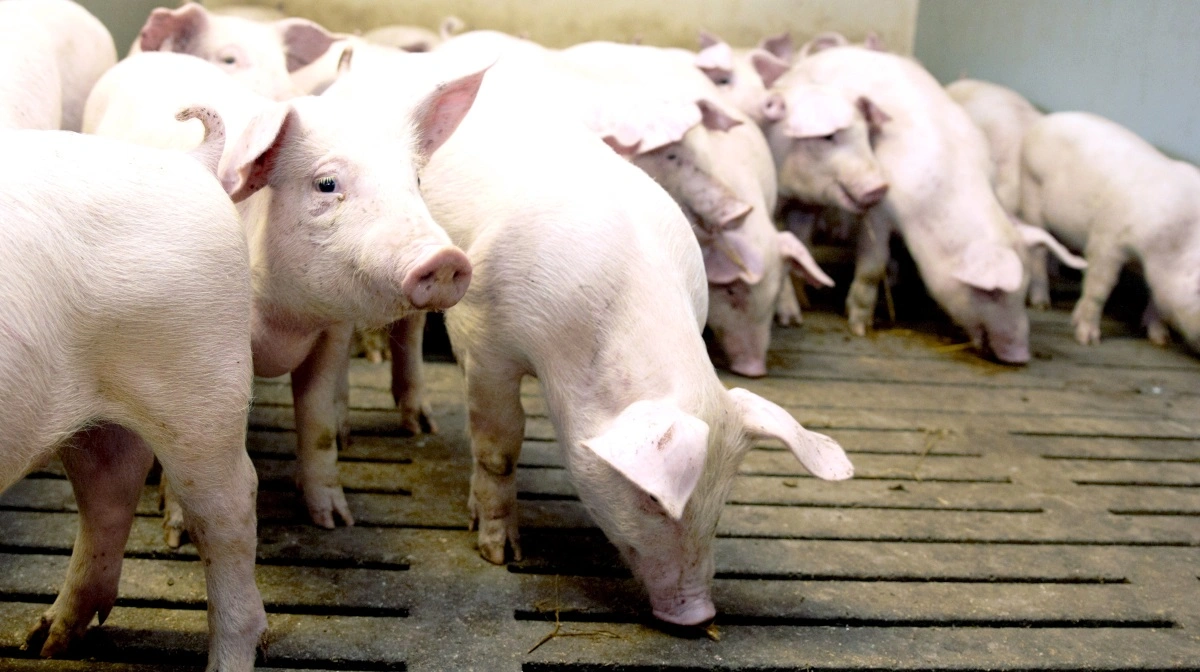 Porcus og SvineRådgivningen har for nylig holdt informationsmøder om det nye koncept, der går ud på at danne erfagrupper, hvor omdrejningspunktet er dynamiske nøgletal og realtidsdata for henholdsvis smågrise- og slagtesvineproducenter. Arkivfoto