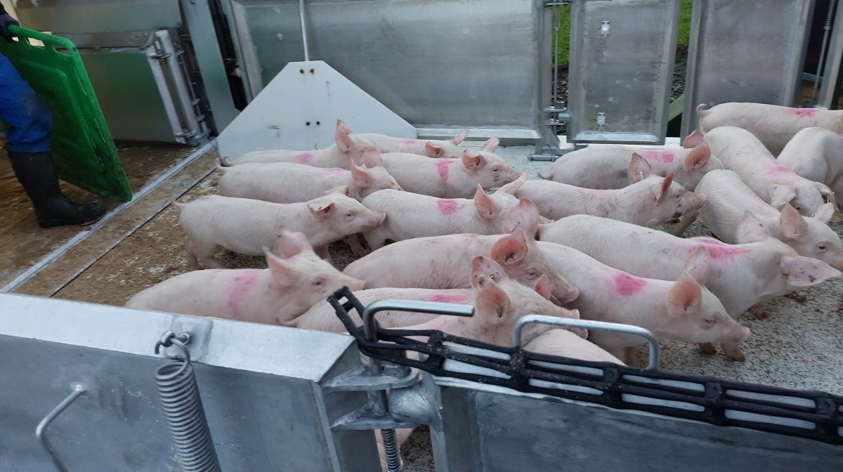 Et forskningsprojekt fra Aarhus Universitet giver ny indsigt i, hvordan grise reagerer på sammenblanding i en transportlignende situation. Arkivfoto: Camilla Bønløkke