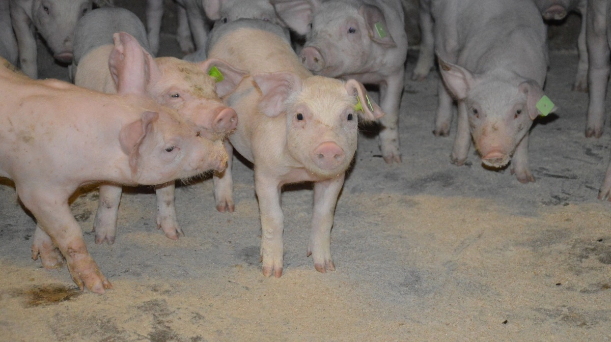 Der er en klar forskel på, hvor meget grise slås, når de enten bliver blandet eller bliver i kendte grupper under ophold i modelstier, der skal simulere en transportsituation. Arkivfoto: Camilla Bønløkke