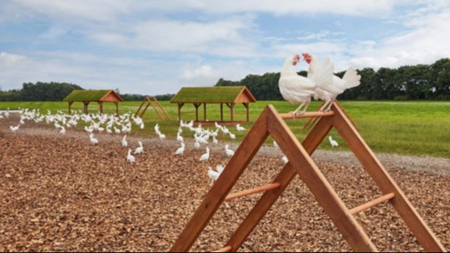 Ægteparret har en frilandsægproduktion.