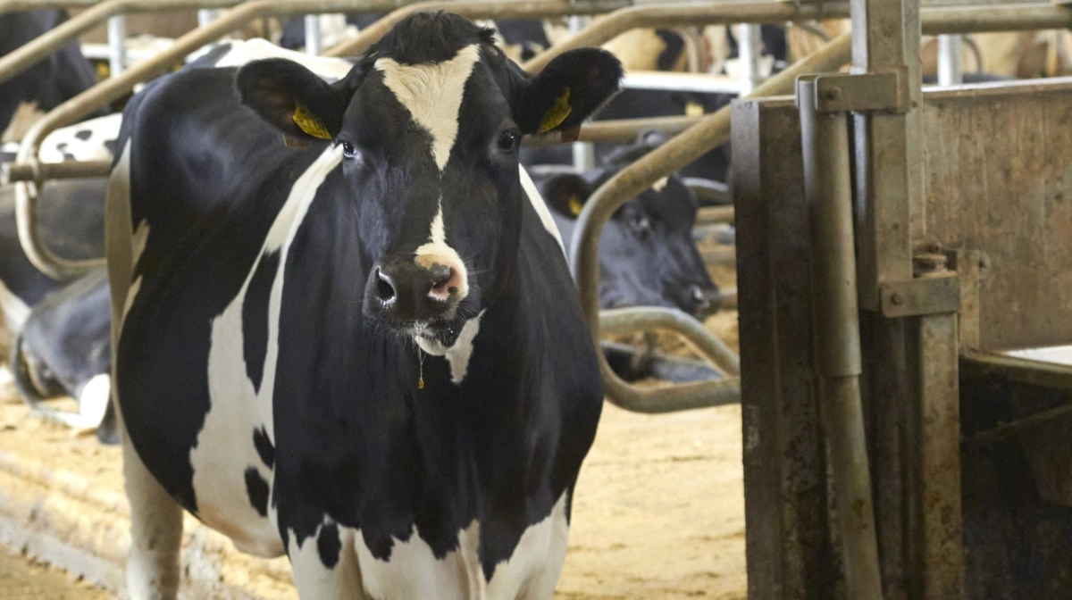 Fugleinfluenza kan være ved at sprede sig til kvæg i Europa, og her er Danmark i særlig risiko, fordi vi befinder os langs vigtige ruter for trækfugle. Risikoen vurderes størst fra jul til marts. Arkivfoto: Tenna Bang