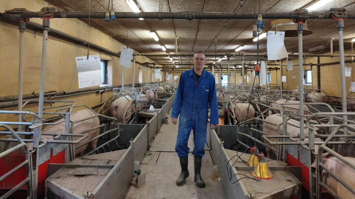 På Vandågaard ved Agersted har den nye fodringsstrategi givet mere stabile søer og større ro i farestalden. Søerne får Livelle Topdress fra fire dage før faring og fem til seks dage efter – i alt cirka 10 kg pr. so.