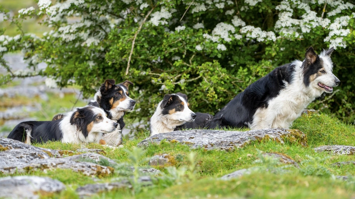 Når man har store flokke med får eller græsser sit kvæg, er det utroligt meget nemmere at drive dem med en eller nogle hyrdehunde som disse.