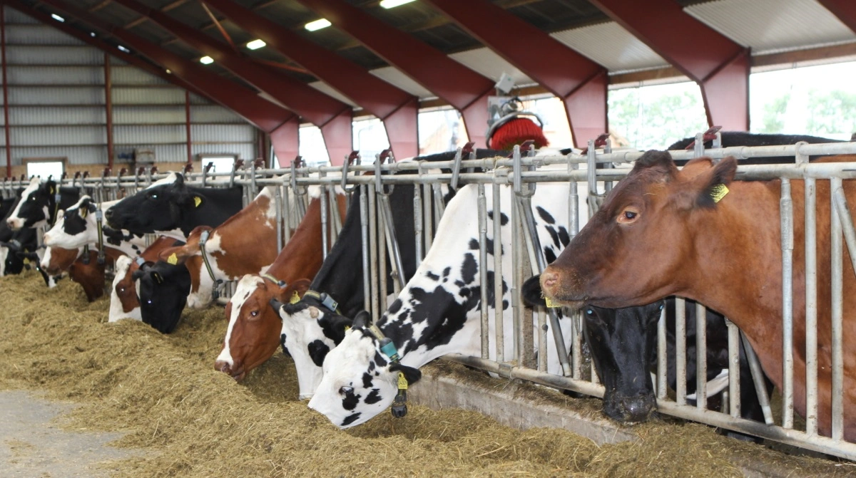 Grovfoder til køerne er en af de største værdier i produktionen. Arkivfoto