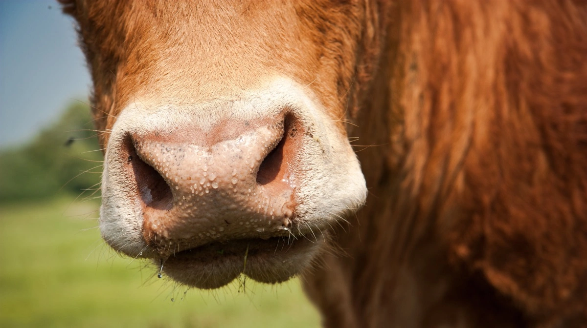 Mund- og klovesyge er konstateret i Grækenland og Cypern hos kvæg og får. Udbruddene følges tæt pga. risiko for spredning til flere arter. Foto: Colourbox