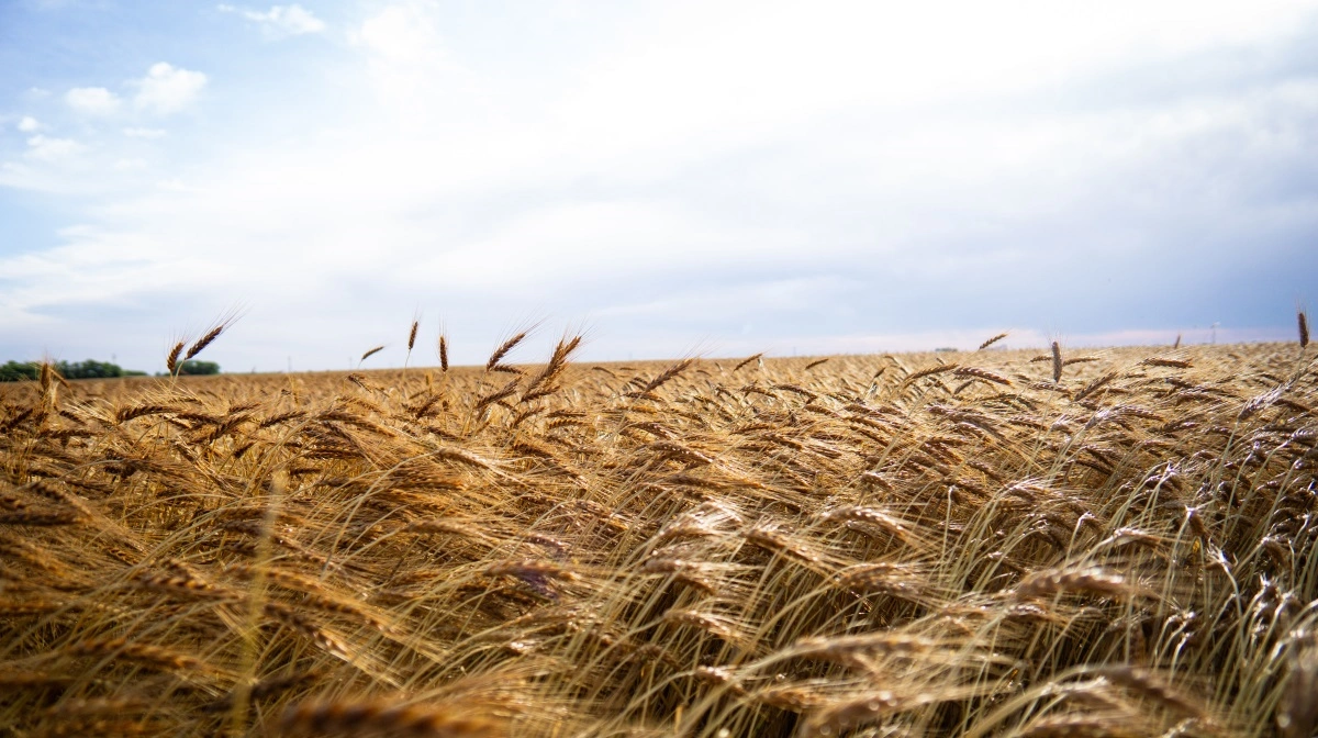 Hvede stiger igen drevet af geopolitik og investorer, selv om globale lagre er store og eksporten er under. Arkivfoto: Daniel Barber