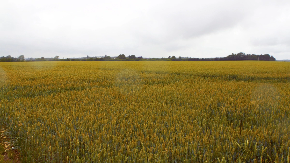 Lollandsk familie har gennemført generationsskifte, så sønnen nu driver 400 hektar planteavl ved Dannemare. Arkivfoto: Niels Okking