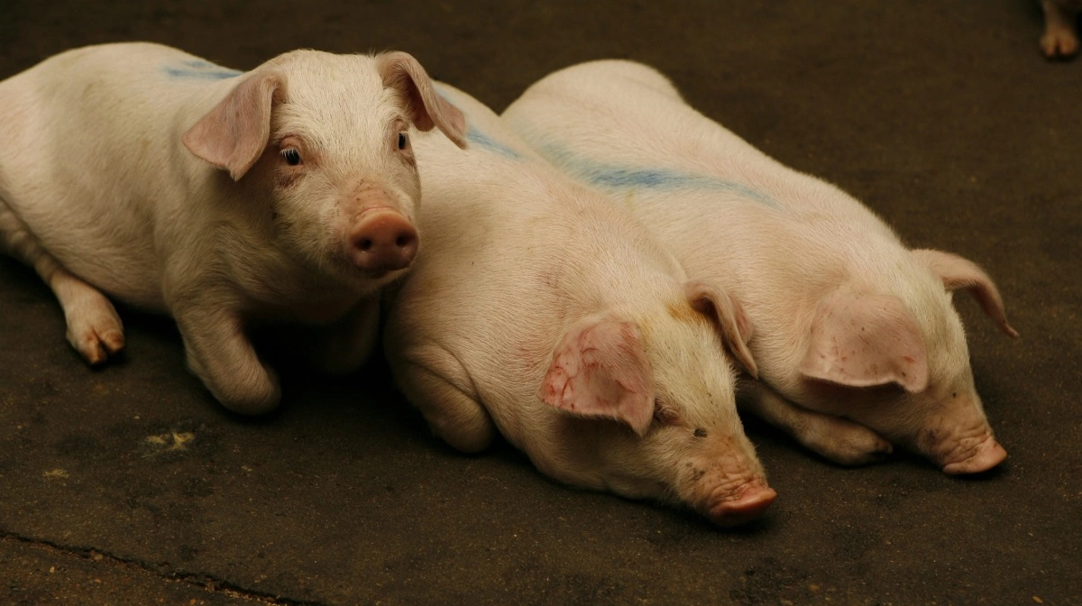 Porcus ApS øger overskud til 11 millioner, fjerkræ vokser, men svinekunder bekymres af den politiske modstand landbruget. Arkivfoto: Anne Wolfenberg