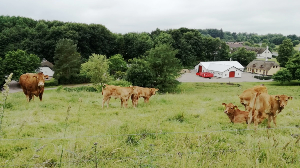 For at få flere små jordbrugere med under 10 hektar til at søge EU-tilskud afholder Velas særlige EU-caféer i de fire huse. Blandet andet den 10. april.  Arkivfoto: Tenna Bang