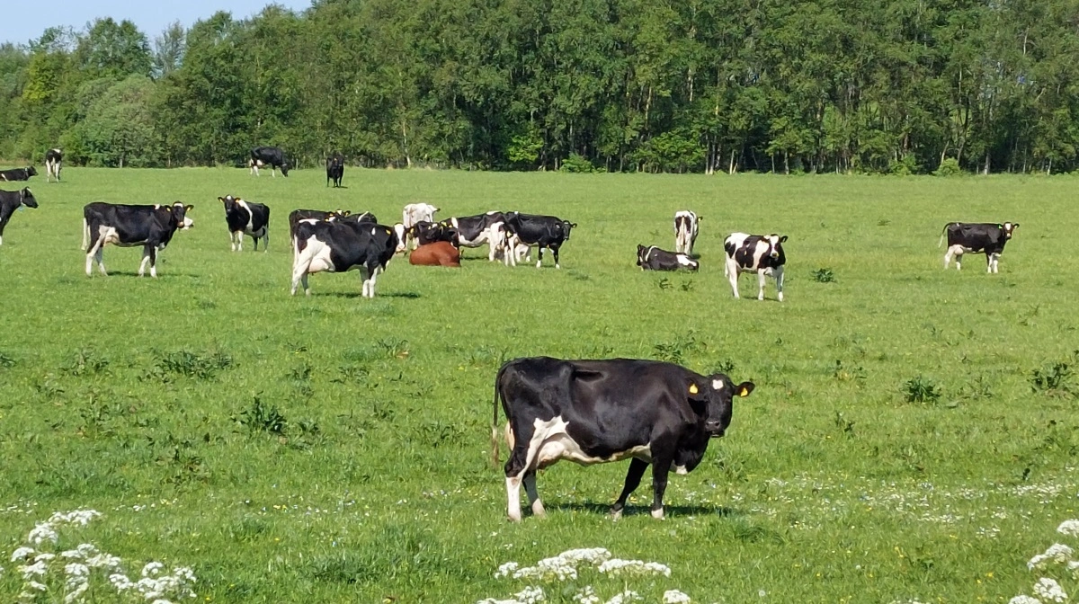 Det er nu muligt at tilmelde sig Eliteafgræsserholdet for den kommende sæson. Økologirådgivning Danmark lancerer i år en beregning af den metan, køernes afgræsning sparer atmosfæren for. Arkivfoto