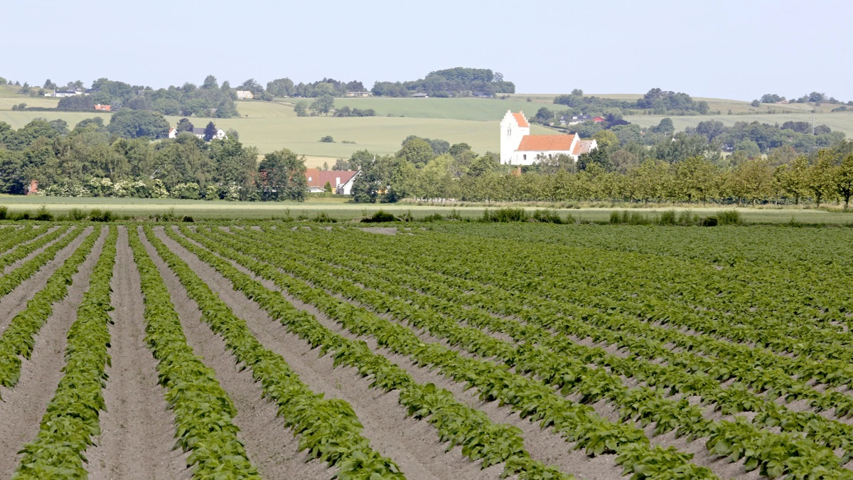 Lammefjorden er et af Danmarks mest intensive landbrugsområder med omkring 10.000 hektar tidligere fjordbund, hvor der dyrkes store mængder grøntsager og kartofler. Arkivfoto