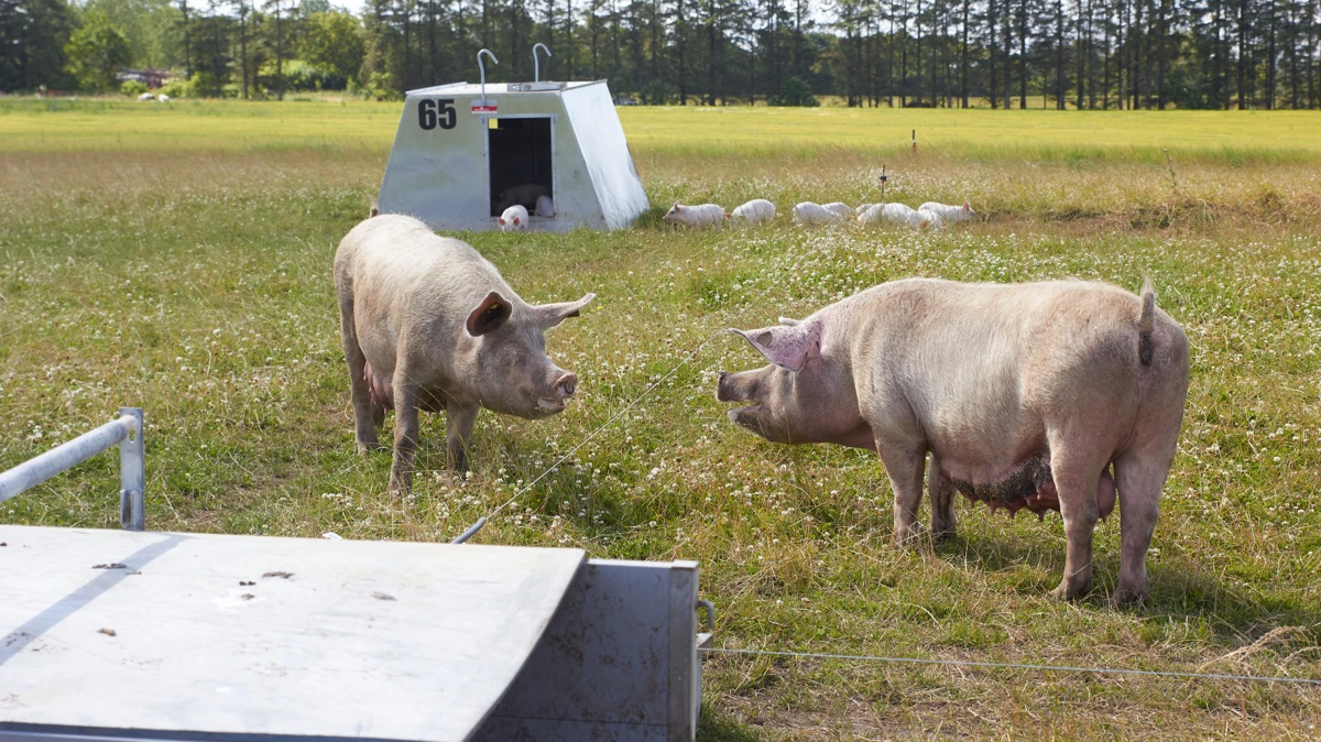 Fem partier i Folketinget vil gøre økologiske varer billigere ved at sænke eller fjerne momsen. Det viser en rundspørge fra Økologisk Landsforening blandt 12 partier. Arkivfoto