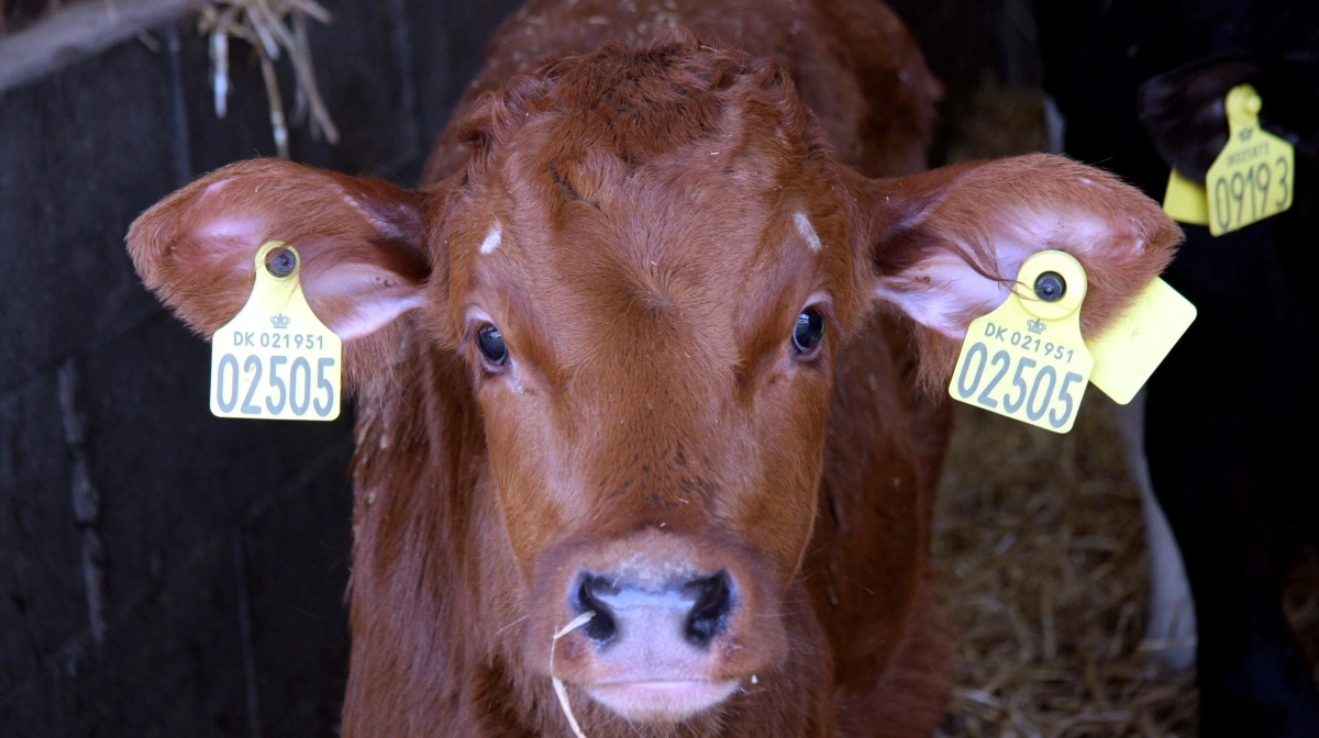 Vitello Agro leverer 13,2 mio. i 2025 drevet af kalvepriser, investeringer og fokus på vækst i dansk produktion. ARkivfoto: Tenna Bang