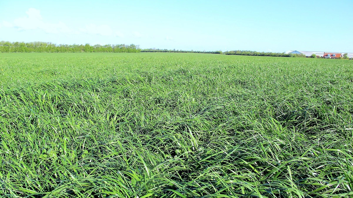 Skal græsmarken stå flot og frodig til sommer, kræver det en tur i marken her i foråret, for at få tjekket om eksempelvis plantebestanden er så lav, at marken bør omlægges. Arkivfoto: Camilla Bønløkke 
