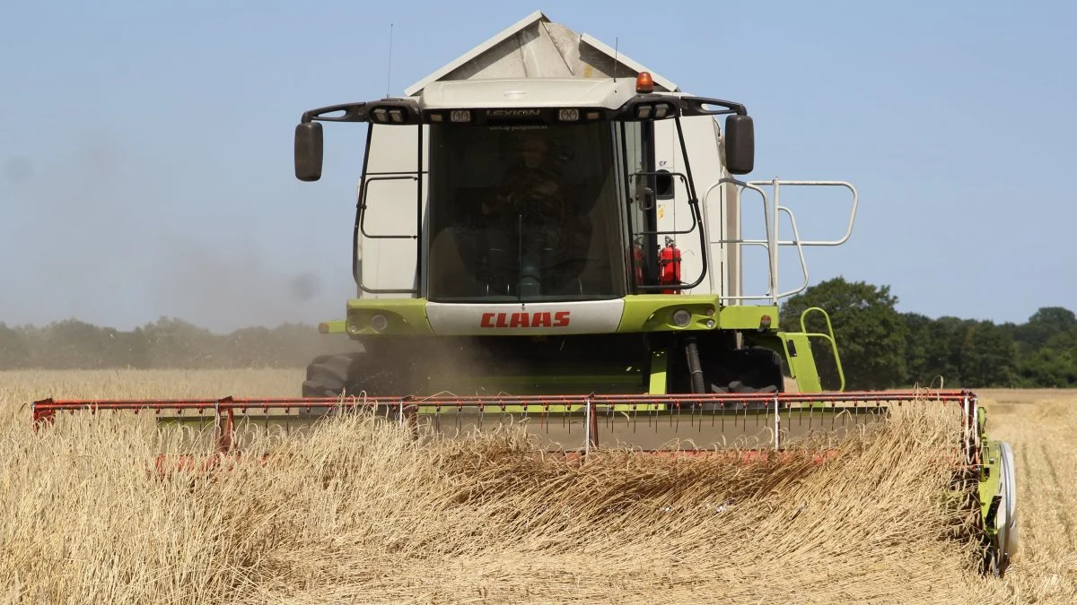 Der høstes 9,5 tons rug pr. hektar, hvilket Kim Schou Rasmussen er meget tilfreds med. Især med tanke på, at det er, hvad han selv kalder på halvdårlig jord.