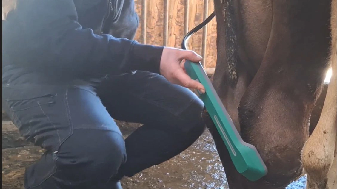 FarmLaser ApS er klar med en antibiotikafri behandling af kvæg, grise, får og geder. Fotos: FarmLaser