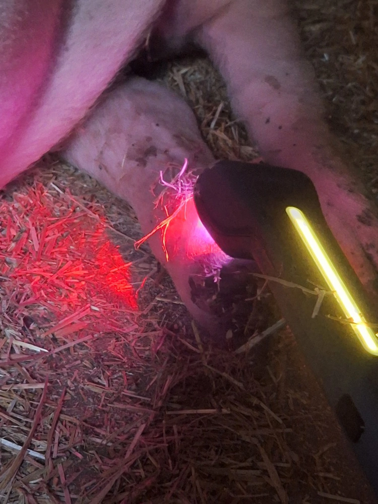 Den nyeste laserbaseret teknologi fra FarmLaser er LumiaLaser Pro - Svin, som behandler skuldersår, klovbrandbylder og lemmelidelser hos grise. En behandling varer 2-10 minutter afhængig af problemet.