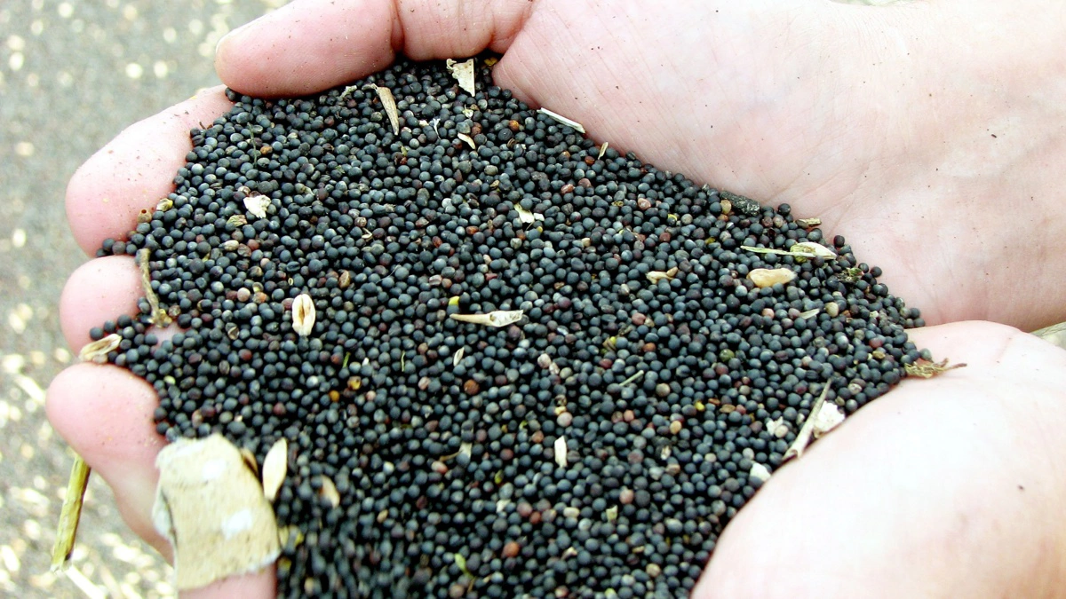 Færre råvarer fra Ukraine og flere europæiske fabrikker peger i retning af et stærkt rapsmarked i EU. Arkivfoto