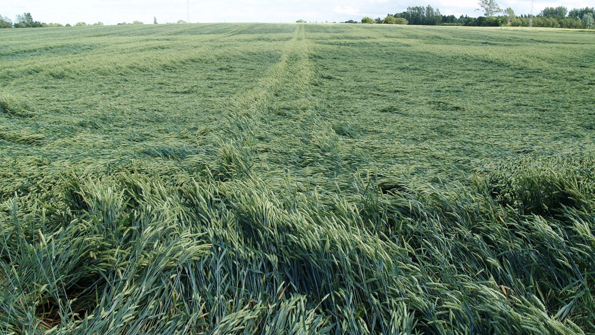 Det er vigtigt at være opmærksom på, at vækstregulering ikke under alle forhold er en forsikring mod lejesæd. Arkivfoto
