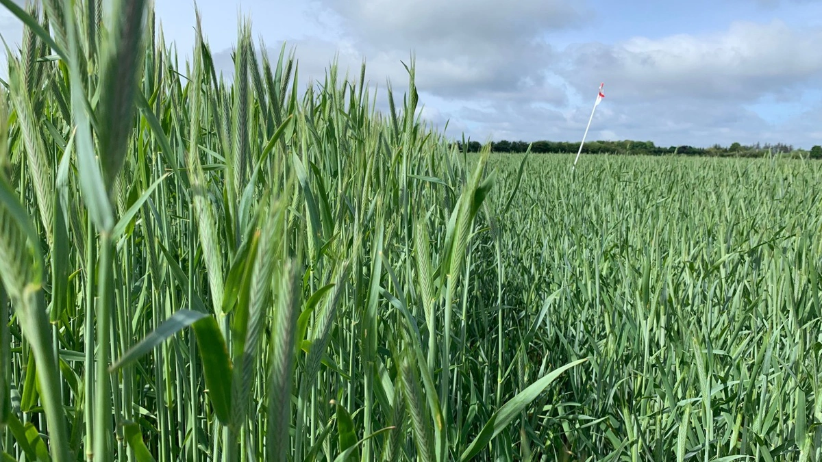 På landbruget Thomasminde laver man ofte sprøjtevinduer, og her i rugen vurderes i løbet af sæsonen og ved høst tide effekten af vækstregulering i strækningsfasen. Arkivfoto