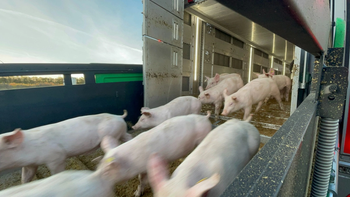 Polen overhalede Tyskland som det vigtigste eksportmarked for dansk svineproduktion i 2025. Af de ialt 463.480 tons svinekød, som Polen købte i Danmark, var 256.308 tons levende grise. Arkivfoto: Anne Wolfenberg