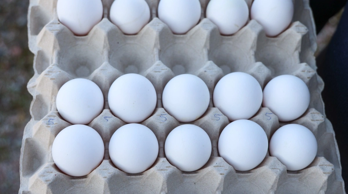 Svensk projekt tester soja-frit hønsefoder med mykoprotein, der kan sænke klimaaftryk og reducere import af protein. Foto: Axfoundation