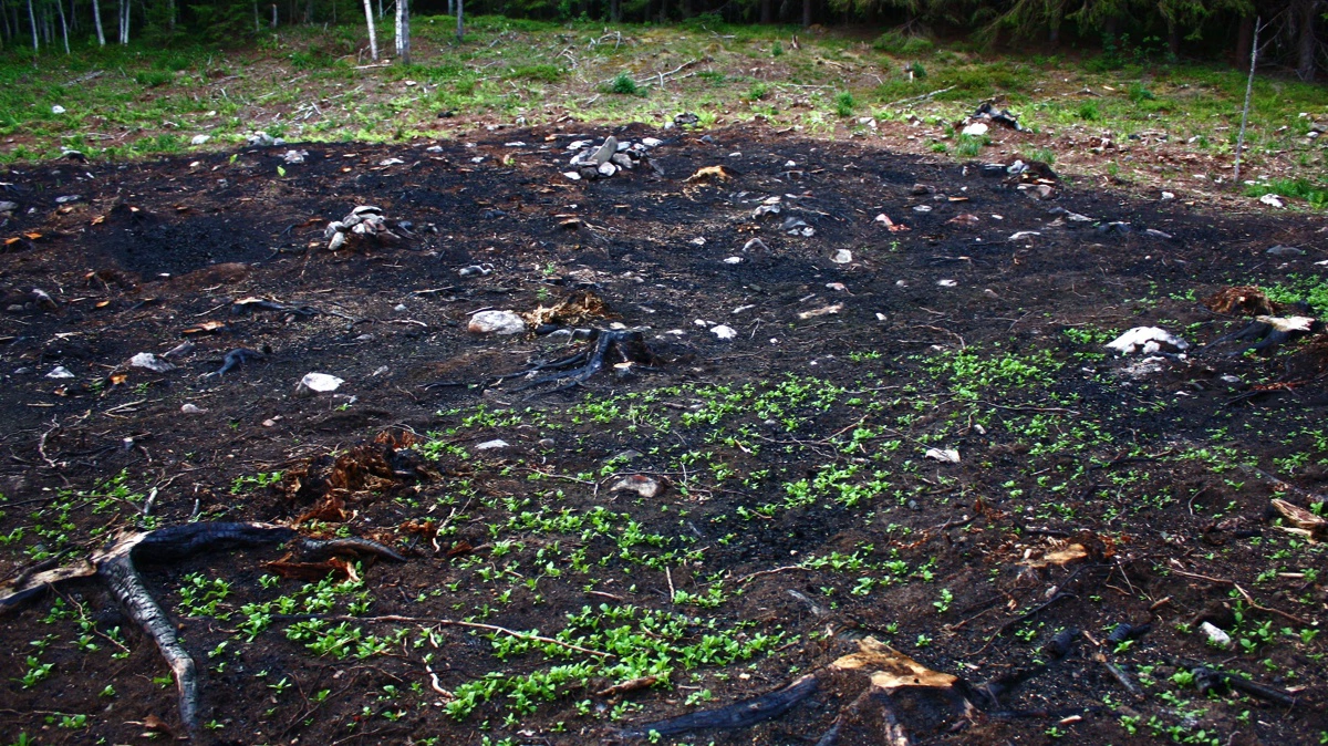 Ny forskning peger på flere – og mere oversete – drivkræfter, når skov bliver til landbrugsjord. Foto: M. Porcius Cato / Wikimedia Commons (CC BY-SA 3.0)