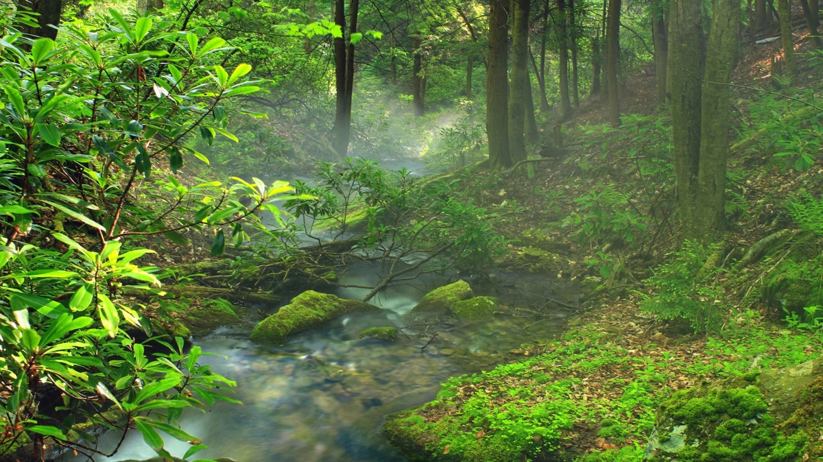 Over 80 procent af verdens afskovning sker i troperne, hvor skove som disse ofte ryddes til landbrug. Foto: Pixnio