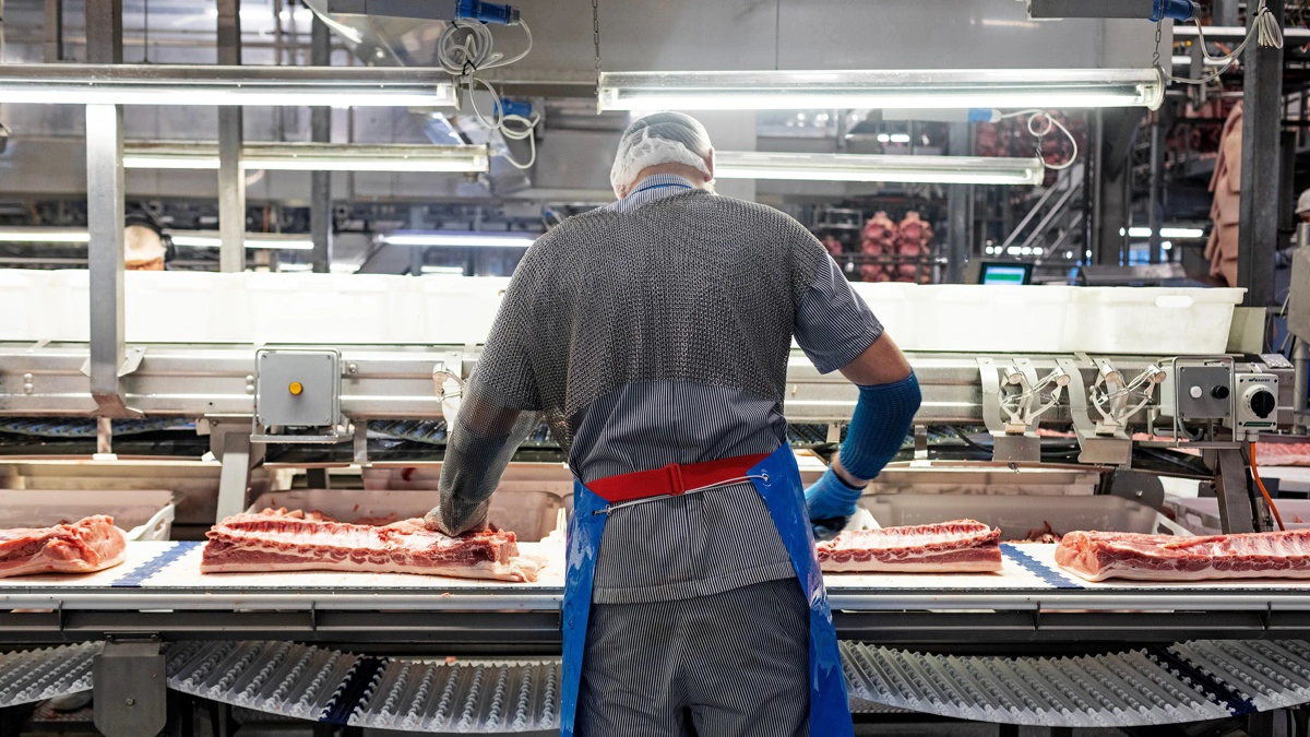 Det er ikke kun ude i staldene, at en betydelig nedgang i svineproduktionen vil kunne mærkes, men også i slagterier og i en række andre erhverv, der servicerer branchen. Arkivfoto: Red Star Photo/Danish Crown