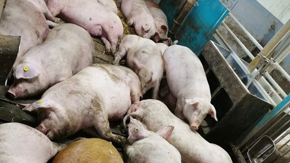 - Hvis du virkelig vil se en forbedret velfærd, skal grisene have langt mere plads. Men det kan ikke stå alene, lyder det fra postdoc ved Institut for Husdyr og Veterinærvidenskab på Aarhus Universitet, Mathilde Coutant. Foto: Mathilde Coutant, Aarhus Universitet 